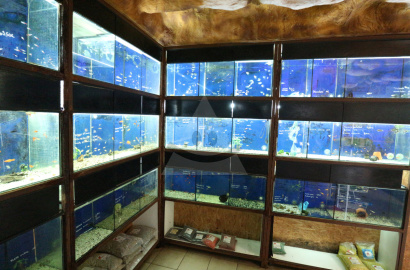 Aquarium fish shop for SALE