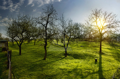 Orchard for sale in Bátorove Kosihy
