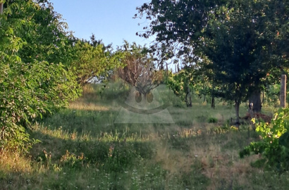 Orchard for sale in Bátorove Kosihy