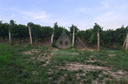 Vineyards for sale in the wine-growing area in Bátorovy Kosihy