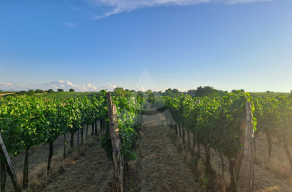 Vineyards for sale in the wine-growing area in Bátorovy Kosihy