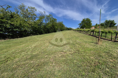 Land for sale in a wine-growing area in Modrany