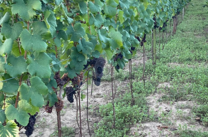 Traditional winery with its own vineyard in Bátorovy Kosihy