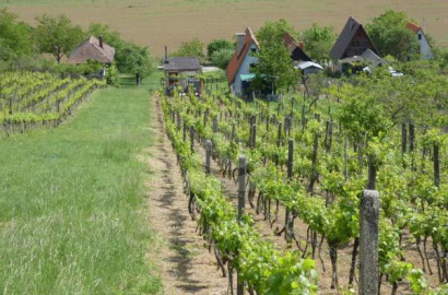 Vineyard house with authentic vaulted cellar and well-kept vineyard – Kozárovce, Pustá Hora